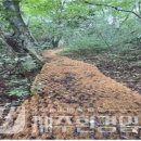 붉은오름자연휴양림3 이미지