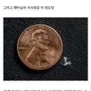 기괴함 주의) 펜타닐 중독자들의 이상증상 이미지