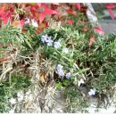 언제나 봄약국 이미지