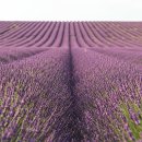 선정농장 이미지