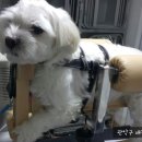 나눔 양한방 동물병원 이미지