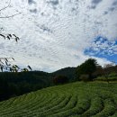 2023.09.30 Green Tea Field in Boseong 이미지