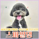 코코네 강아지 미용실 | 용인애견미용 말티푸 테디베어컷 <스마일댕> 후기