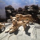 세계조개박물관 | [상해/아이와 가기 좋은] 상하이 자연사박물관_예약방법,입장료,후기 등