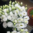 미사농원 | 하남 화훼 단지 생화 구매 후 셀프 부케 만들기