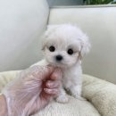 드림독 | [드림독 인천점 후기] 인천 반려견 분양할 때 고려할 선택 기준