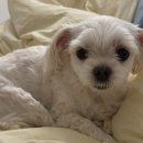 내안에너있DOG 이미지