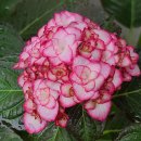 사오리농장 이미지