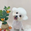 슈멍드아 이미지