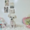 까끄숑 | 김해 진영애견미용 까끄숑 우리아가 미용후기