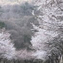 🌸 진해 벚꽃 여행 후기 – 봄날의 추억 가득한 하루