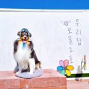 용이랑 백호랑 이미지