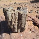 화석(규화목) 이미지