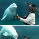 흰돌고래를 위한 행복한 콘서트 이미지