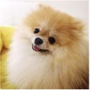 펫스토리 이미지