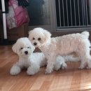 공항 가까운 전원주택 펫시터 이미지