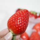 비타민청과 이미지