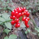 영동농장 이미지