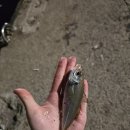 서부두 | [제주도 탑동 낚시] 제주도 서부두 빨간등대 원투낚시 후기 2탄