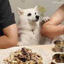 까가주개 이미지