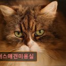 플러스애견미용실 이미지