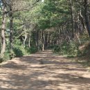 송악산 숲길 이미지