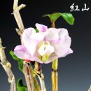 홍산초등학교 이미지