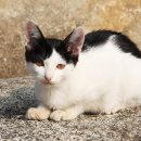 깻잎머리 이미지