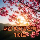 지혜목장 | 서산 한우목장 벚꽃 실시간 개화시기와 벚꽃길 주차 정보 정리