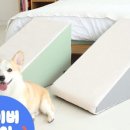 펫하우스 이미지