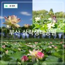 7월 여행지 추천 부산 여름 가볼만한곳 삼락생태공원 연꽃단지 꽃구경