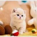 강남고양이분양 호야캣 이미지