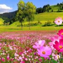 동백 죽전대로 이미지