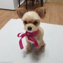 누가꽃이개 이미지