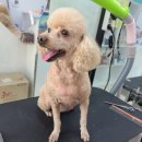 진이애견 이미지