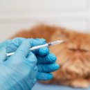 논현동물병원 이미지