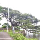 제주 수산리 곰솔 Daum카페