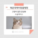 해운대 케이 동물병원 이미지