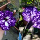 은하반점 이미지