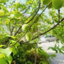 대대 찹쌀아구찜 이미지