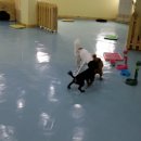 카페독스 이미지