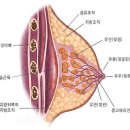 유방암 예방 하려면,,, 밥, 자주 먹어야,,, 이미지