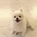 보듬펫살롱 | 신안동애견미용 유동애견미용 중흥동월산동애견미용 전대애견미용 광주북구애견미용 / 포메미용 포메...