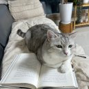 신성여인숙 | [독서] 치즈와 구더기: 16세기 한 방앗간 주인의 우주관