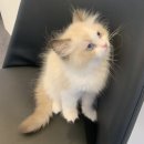 제이제이캣 이미지