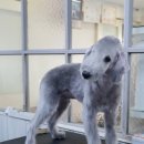 달이네 애견미용실 이미지