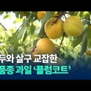 전 세계에서 한국만 있는 과일. 이미지