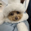블랙노우즈