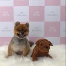 아지펫살롱 이미지