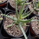 알로하이 이미지